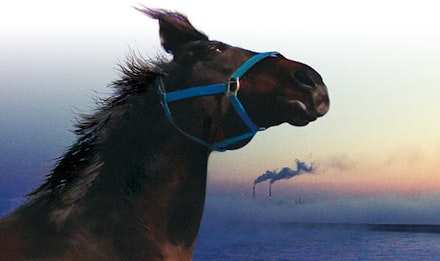 <em>Horses of Fukushima</em>