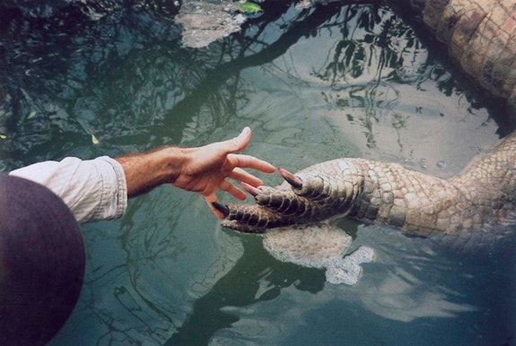 Detail of American Crocodile in the Everglades that succumbed to the severe cold front in 2010, here seen in comparison to a human hand. Courtesy David Brooks.