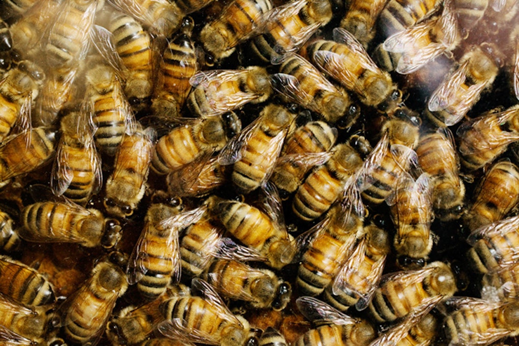 Why the honey bee 'apocalypse' is based on a lie