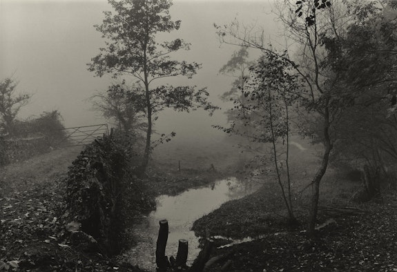 Don McCullin, <em>Woods near My House, Somerset, </em>c.1991. Courtesy the artist and Tate Britain.