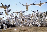 Snow geese in 