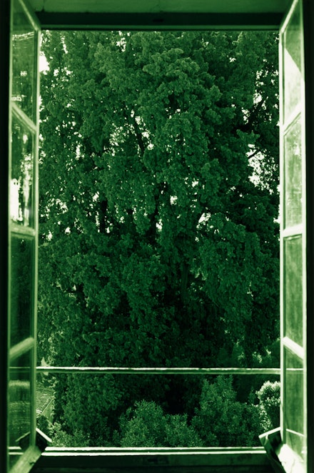 Wolfgang Tillmans, <em>tree filling window</em>, 2002. © Wolfgang Tillmans. Courtesy David Zwirner, New York; Galerie Buchholz, Berlin/Cologne; Maureen Paley, London; and the Museum of Modern Art, New York.