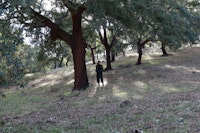 Author in the Severino shade, where others lived and today Cork Oaks and other beings reside. Photograph by Jose González.