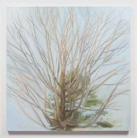 Sylvia Plimack Mangold, “Winter Maple,” 2010. Oil on linen. 44 x 44”. Photo: Joerg Lohse. Image courtesy of Alexander and Bonin.